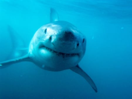 Great white shark - animal, white, ocean, danger