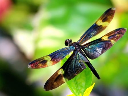 Colorful Dragonfly - insects, dragonflies, Dragonfly, nature