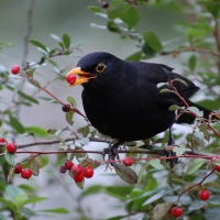 Beautiful Black Bird