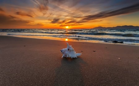 Beautiful Beach Sunset - shell, sunset, beach, beautiful, sands, sky