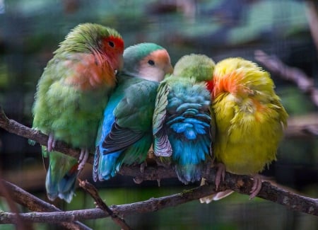 Cuddle - adorable, branch, parrots, colorful, sweet, tree, cute, birds