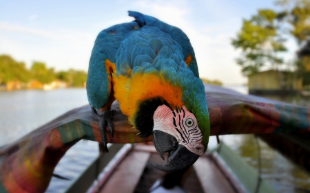 Macaw - yellow, parrot, blue, feather, ara, macaw