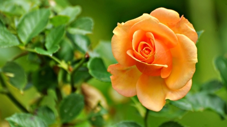 CREAMY YELLOW BEAUTY - flowers, yellow creamy, nature, macro, petals, closeup, leaves