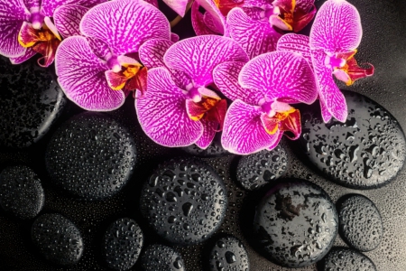 Spa still life - orchids, wet, still life, lovely, pretty, beautiful, pink, rest, spa, flowers, stones, frops, relax