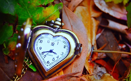 Heart Watch - heart, time, still life, other, nature, abstract, november, withered, watch, photo