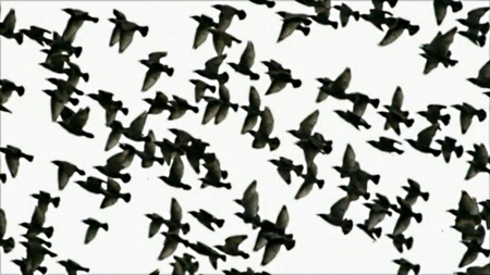 A flock of birds - together, of, mass, flight