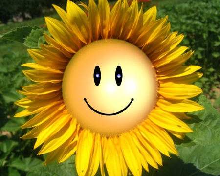 Smile :) - smile, sunflower, yellow, green, flower