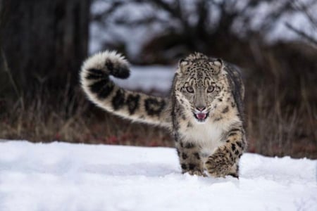 running snowleopard - fast, tail, speed, long