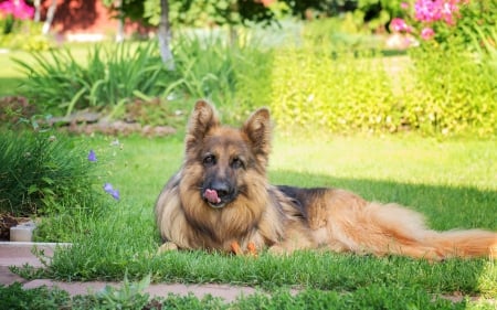 German Shepherd - sunshine, lawn, dog, resting, garden