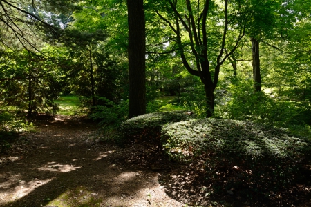 Deep In The Woods - scenic trail, Deep In The Woods, forest trail, forest path, deep forest