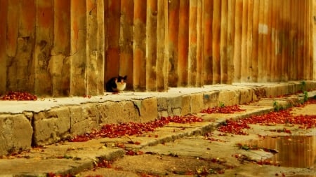 Cat of Spain - wood, cat, wall, red, leaves, orange