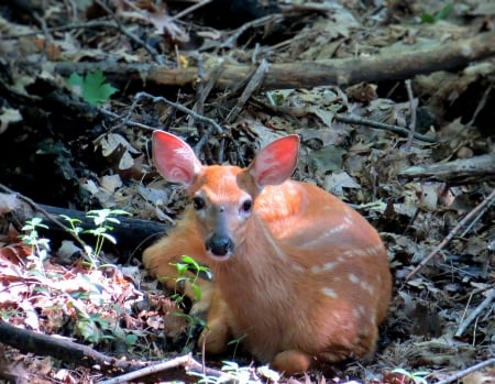 Baby Fawn in the Shadows - nature, wildlife, baby, forest, animal, deer, country