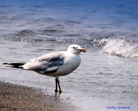 Seagull Says Summer - bird, summer, beach, ocean, sand, nature, seagull, waves, waterfowl, wildlife