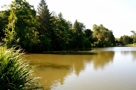 Down By The Pond - scenic pond, little pond, pond, down by the pond, summer park