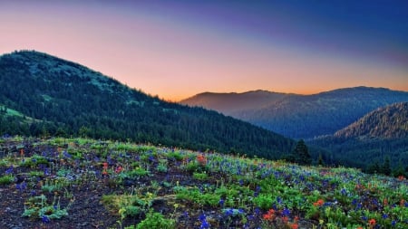 Small Flower Field - hills, yellow, colour, blue, colourful, grass, mountain, livingdoll, flowers, colorful, purple, red, green, dirt, color, sky