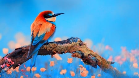 Bird - bird, blue, beautiful, colors, orange