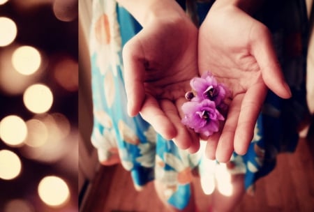 Silence - hands, flower, silence, photography