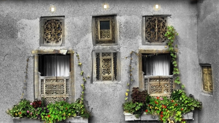 Tiny House with Flowers - flowers, architecture, wondows, houses