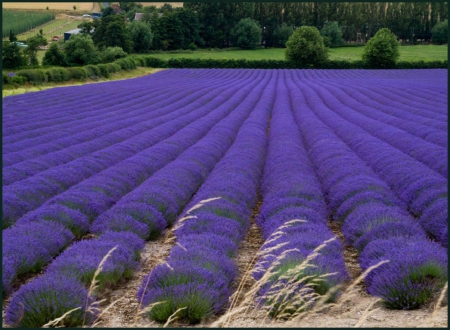 lavender field - lvender, flowers, field, nature