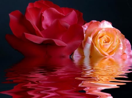 Aqua roses - aqua, roses, fragrance, water, wet, reflection, pink, red, scent, flowers