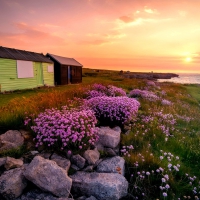 Flowers and huts in the sunrise