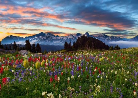 Mount Rainier - mount rainier, sky, landscape, popular, national park, park, mountains, wallpaper, sunset, nature, blossoms, clouds, colors, flower fields, prairie, flowers