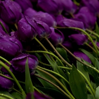 * My purple tulips *