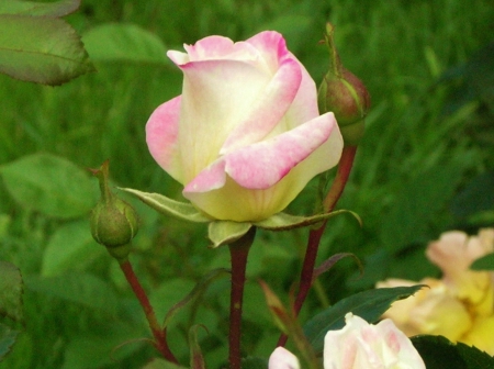 Rose - beautiful, white, pink, rose