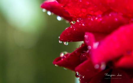 Raindrops - photography, dew, spring, softness, macro, petals, drops, dewdrops, rain, raindrops, wallpaper, summer, hd, nature, abstract, close-up, flowers