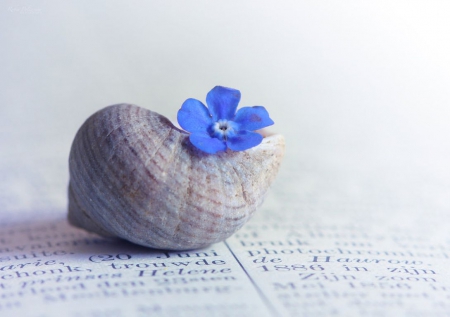 Written memories - photography, wallpaper, book, softness, abstract, macro, shell, flowers, story