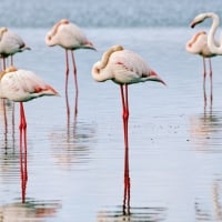 Beautiful Flamingos