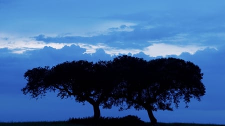 End of the Day II - nature, sky, trees, blue, wallpaper, new