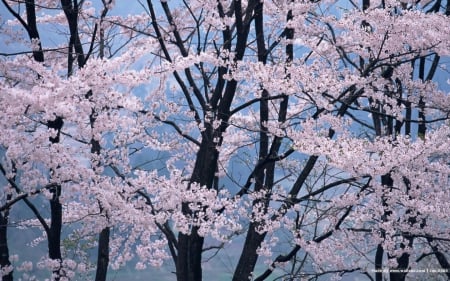 Japanese Cherry Blossom - nature, japan, sakura, blossom, cherry, japanese, flowers