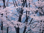 Japanese Cherry Blossom