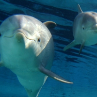 Bottle-nosed dolphins