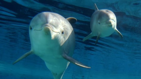 Bottle-nosed dolphins