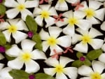 White Plumeria