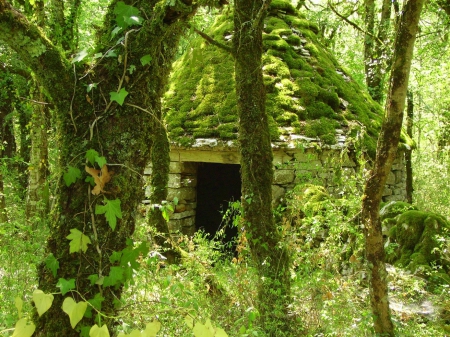 Forest - Forest, hiding place, trees, green