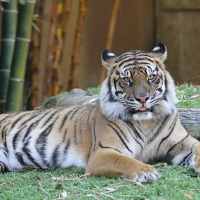 RESTING TIGER