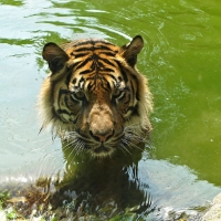 TIGER IN WATER