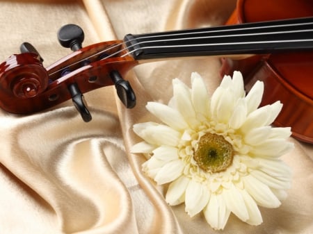 With Love - flower, love, violin, daisy