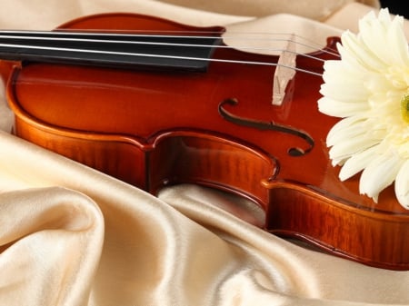 Still life - flower, love, violin, daisy