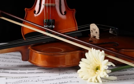 With Love - flower, note, violin, daisy