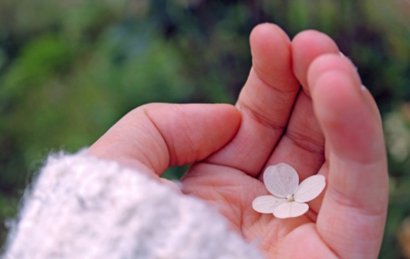 Beauty in Hand - flower, hand, soft, beauty