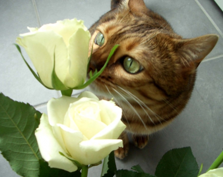 Irresistible Perfume ♥ - roses, white, perfume, green eyes, smell, cat