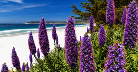 Purple Blooms on the Shore - sky, beach, blooms, nature, purple, beautiful, blue, flowers, sea, sand