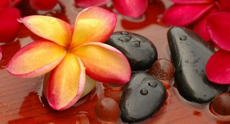 spa - relax, flowers, spa, photography, zen, stones