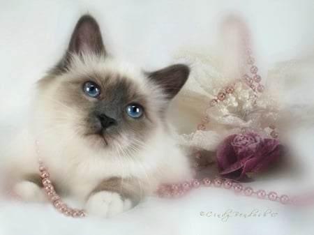 Pearls and Cat - pearls, beauty, cool, photography, animals, cats