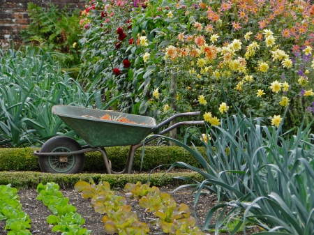 Country Vegetables - barrel, vegetables, field, country, nature, threewheel, living, green, bunch, flowers, land