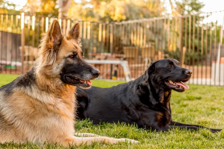 German shepherd - pretty, puppys, beautiful, dog, lovely, sweet, animal, dogs, cute, puppy, animals